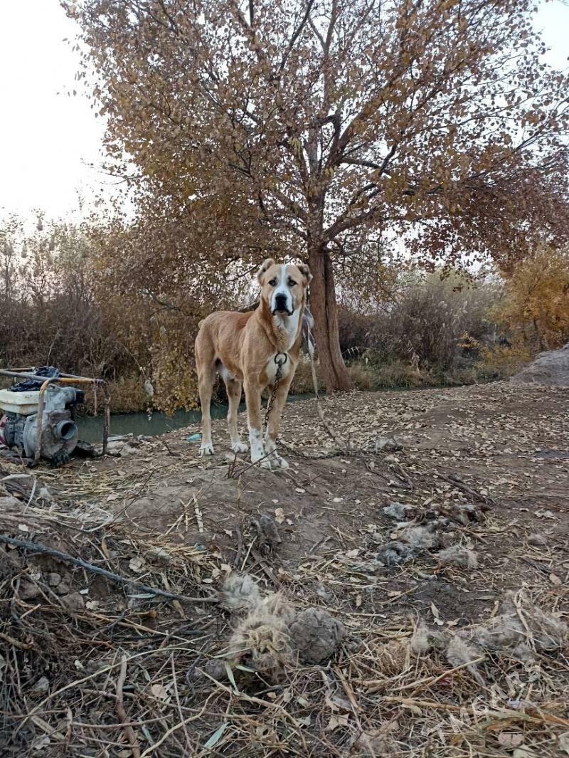 GONRJA - Теджен - img 2