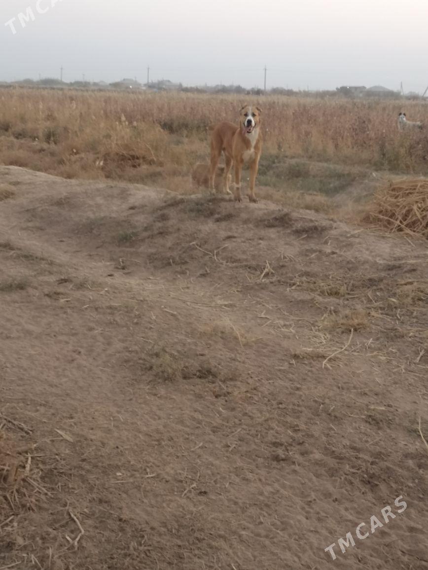 GONRJA - Теджен - img 3