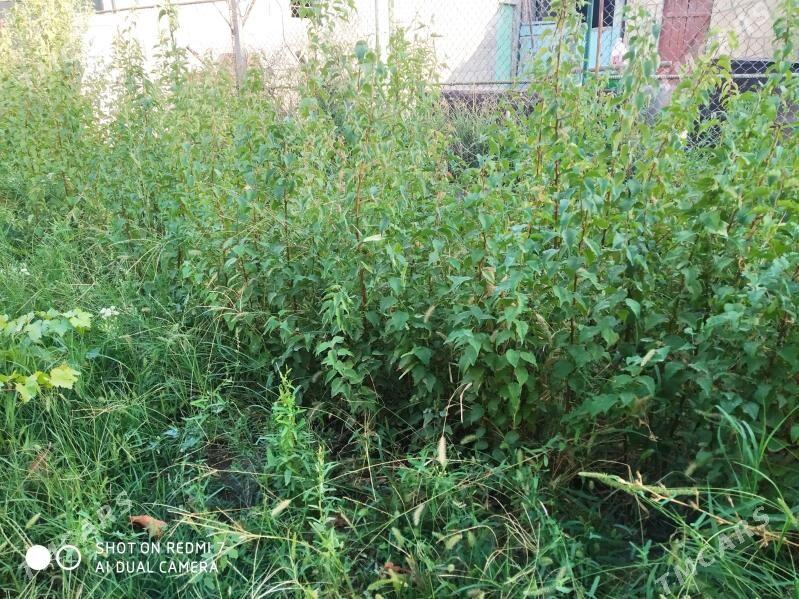 Şitil - Гызыларбат - img 2