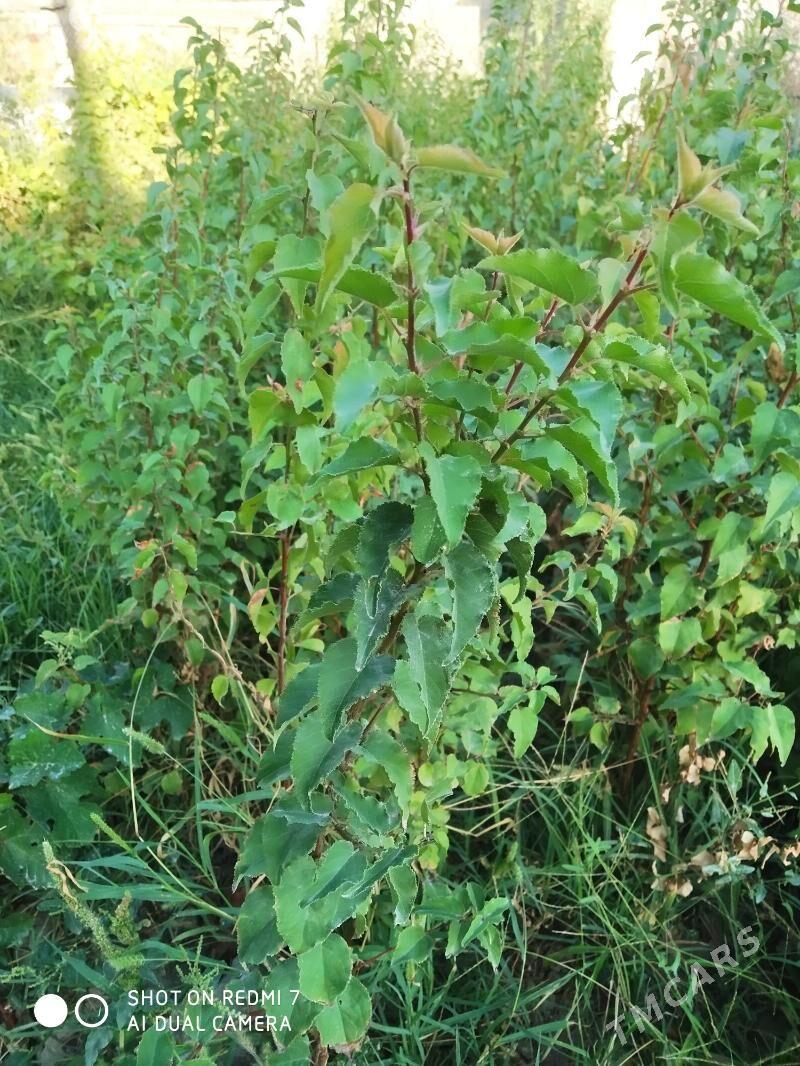 Şitil - Гызыларбат - img 4