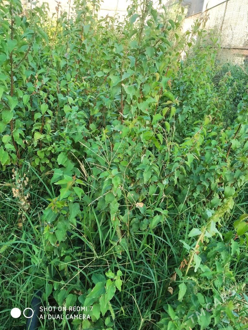 Şitil - Гызыларбат - img 3