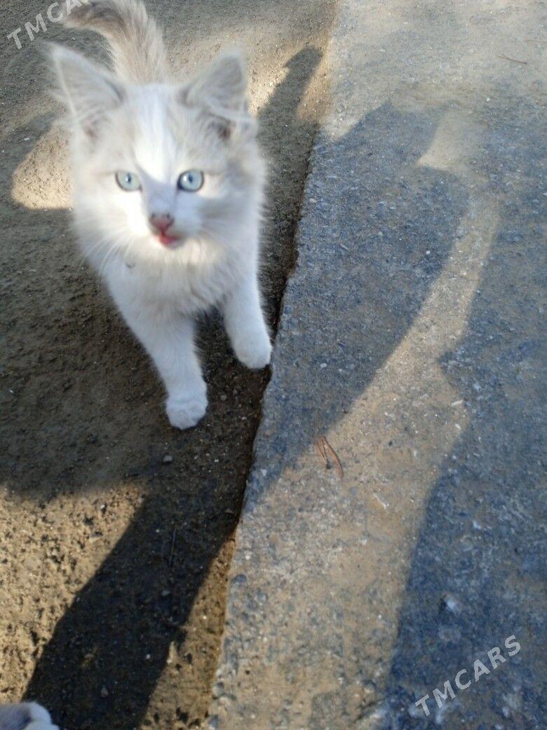 животные - Ашхабад - img 3