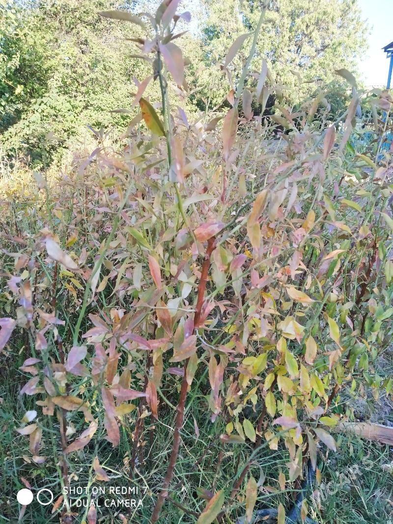 Şitil - Гызыларбат - img 5