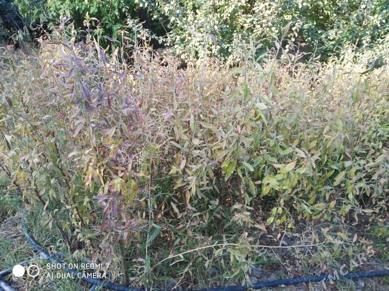 Şitil - Гызыларбат - img 6