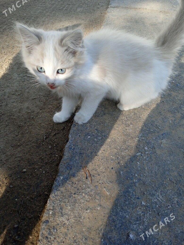 животные - Ашхабад - img 2