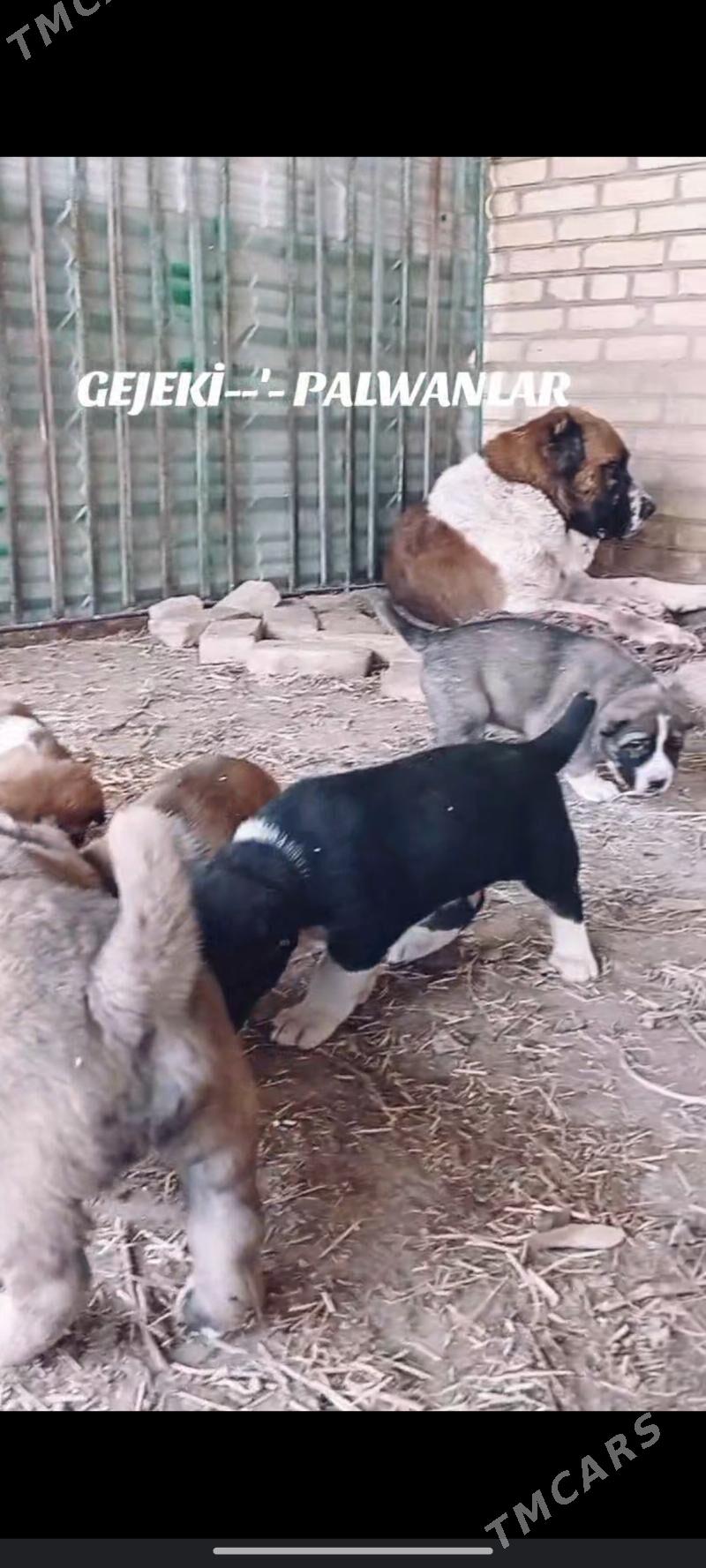 Gujuk - Гарабекевюл - img 4