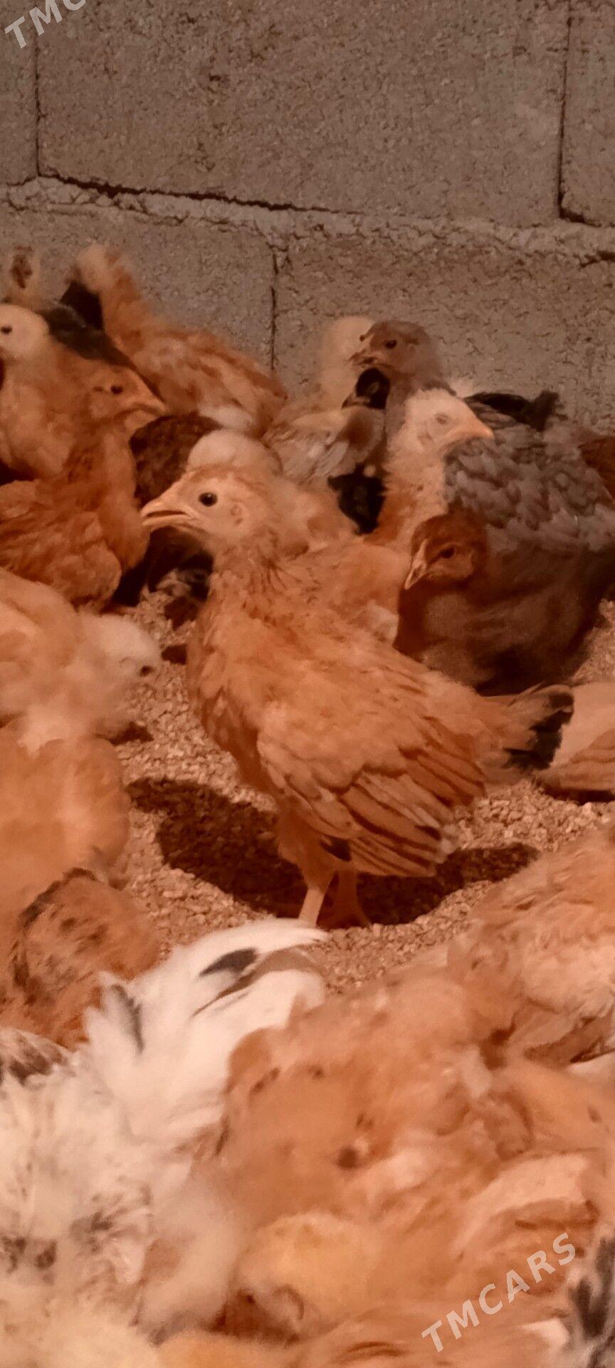 juje - Gökdepe - img 3