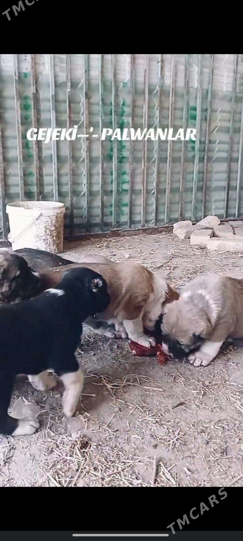 Gujuk - Гарабекевюл - img 6