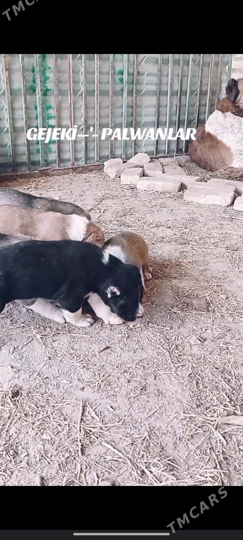 Gujuk - Гарабекевюл - img 5