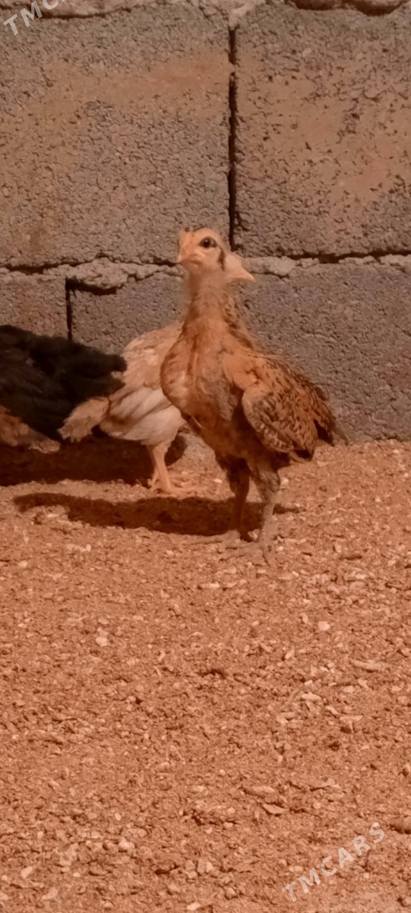 juje - Gökdepe - img 4