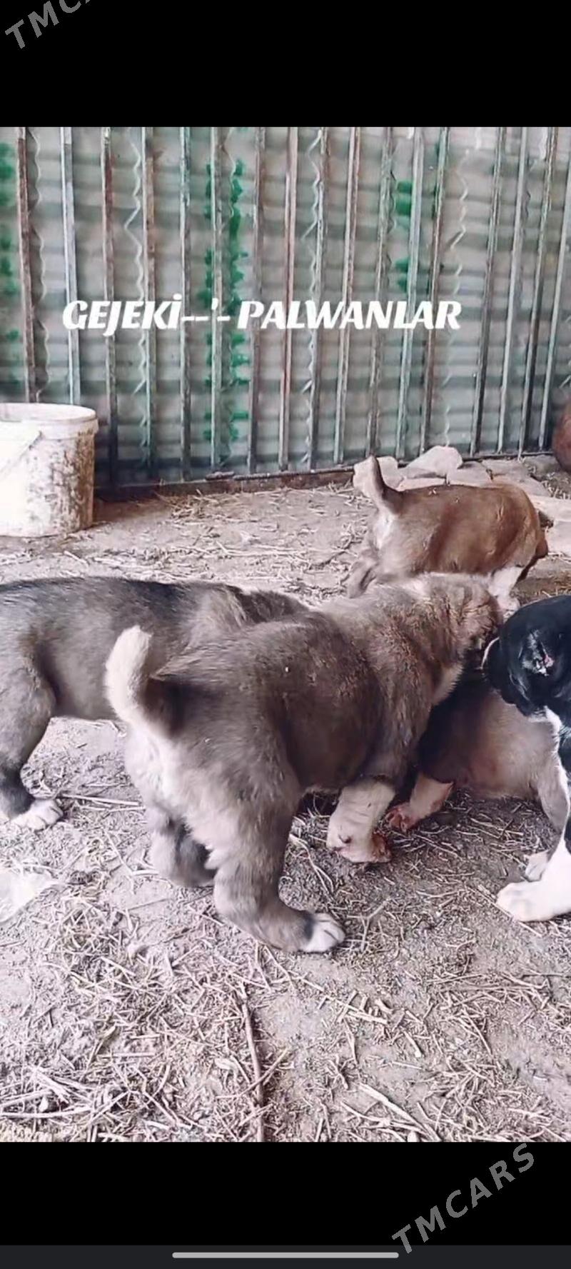 Gujuk - Гарабекевюл - img 2