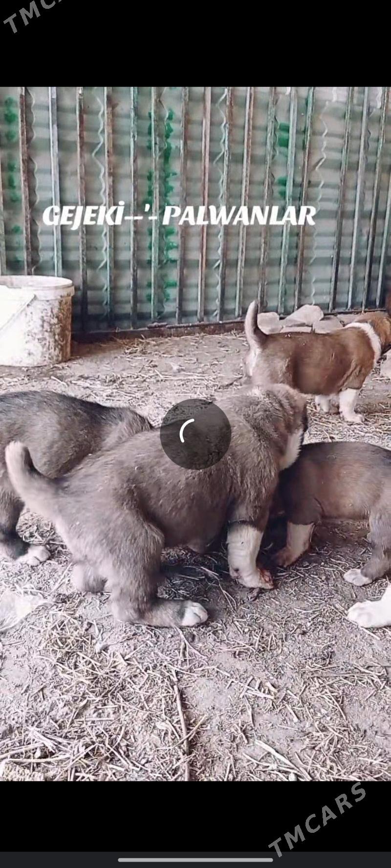 Gujuk - Гарабекевюл - img 1