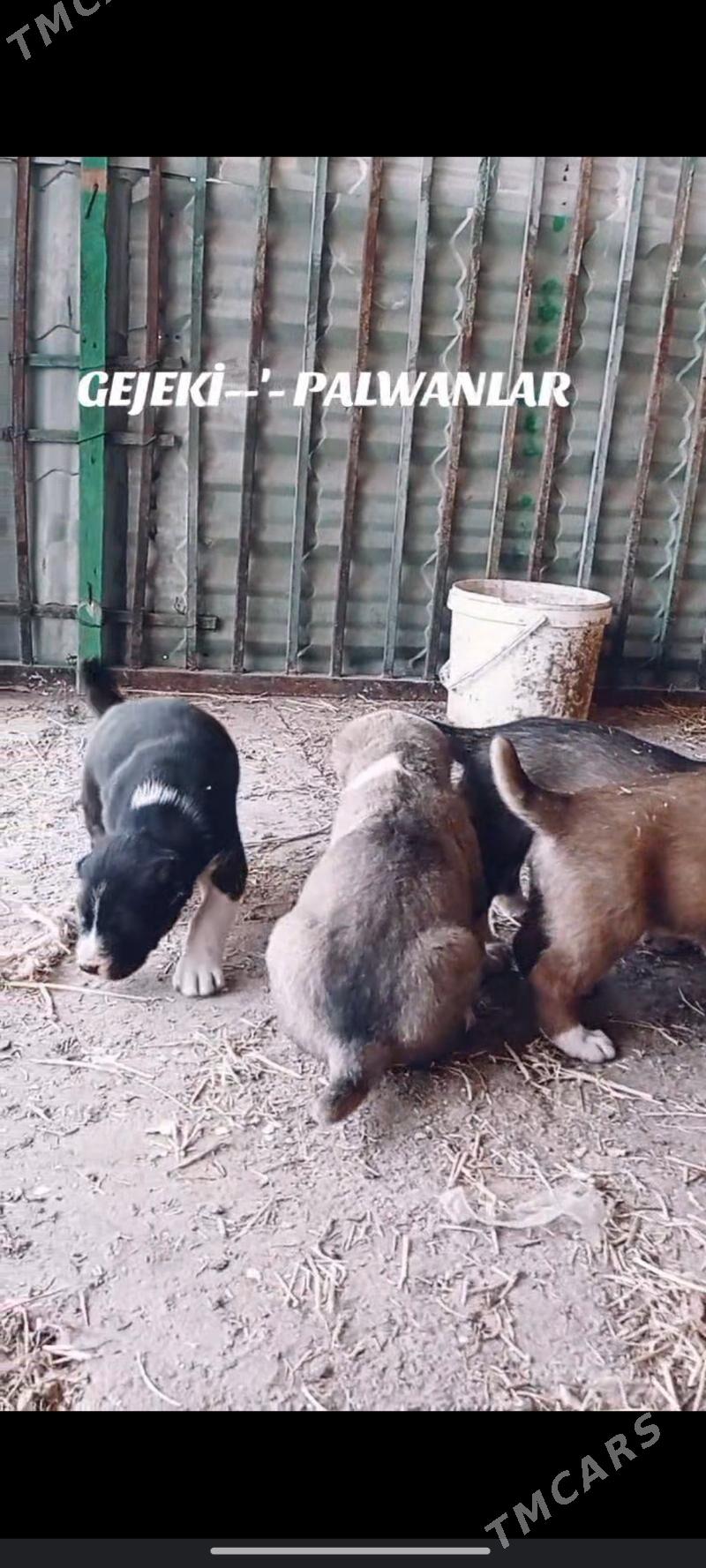 Gujuk - Гарабекевюл - img 8