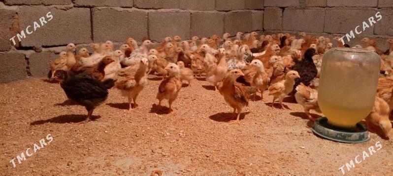 juje - Gökdepe - img 5