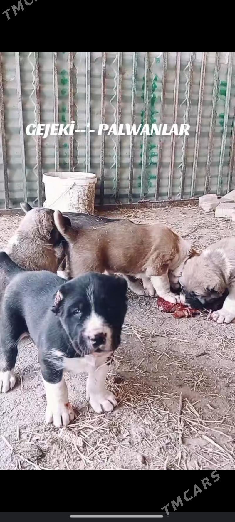 Gujuk - Гарабекевюл - img 7