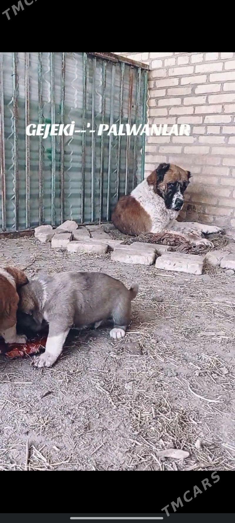 Gujuk - Гарабекевюл - img 10