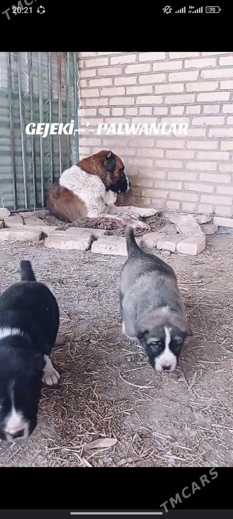 Gujuk - Гарабекевюл - img 3