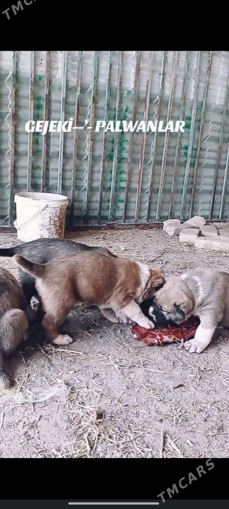 Gujuk - Гарабекевюл - img 9