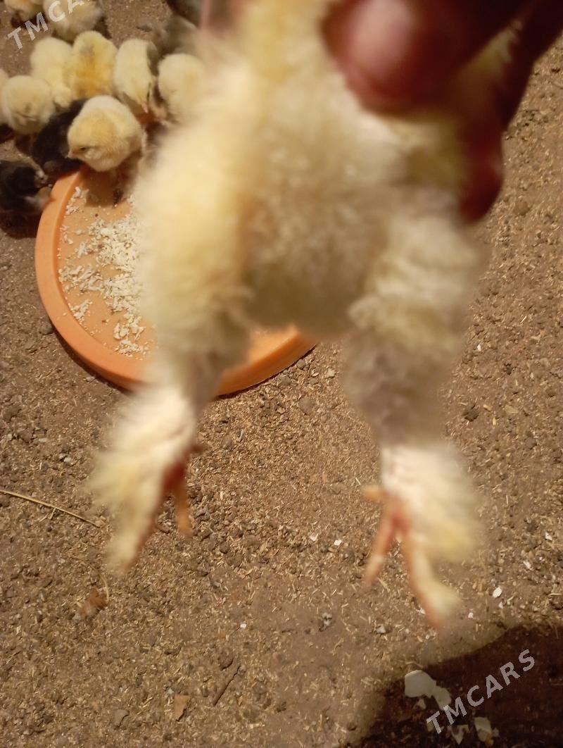 brama juyje - Гёкдже - img 2