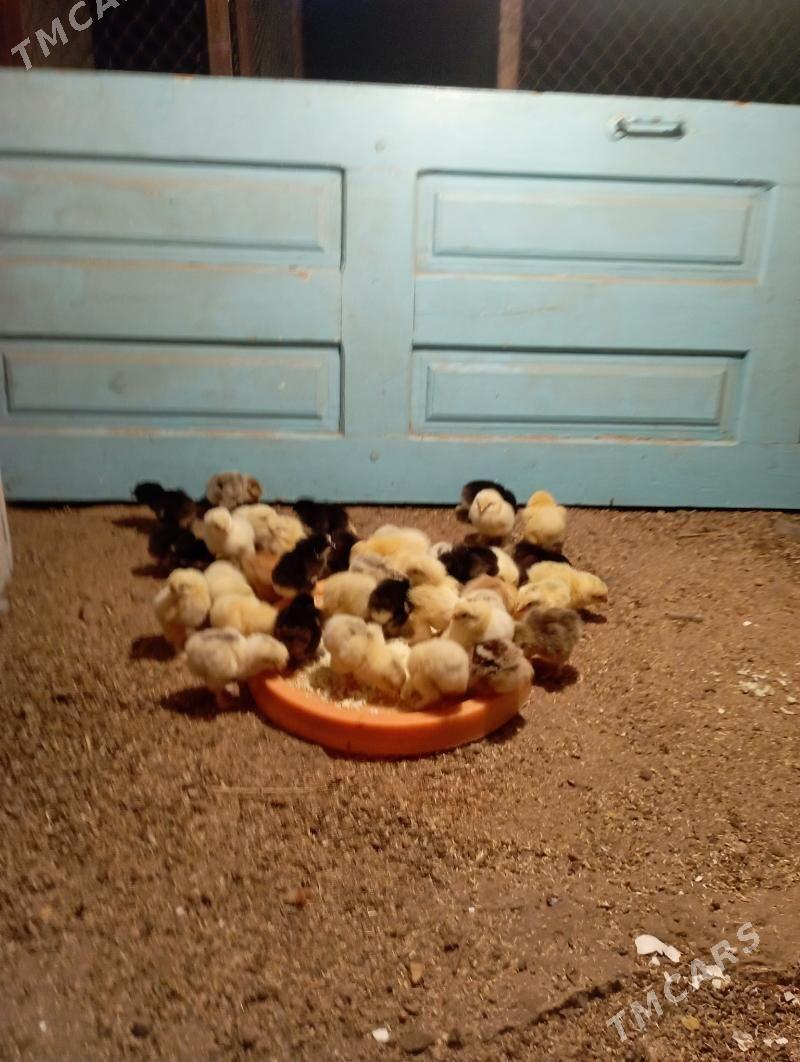 brama juyje - Гёкдже - img 3