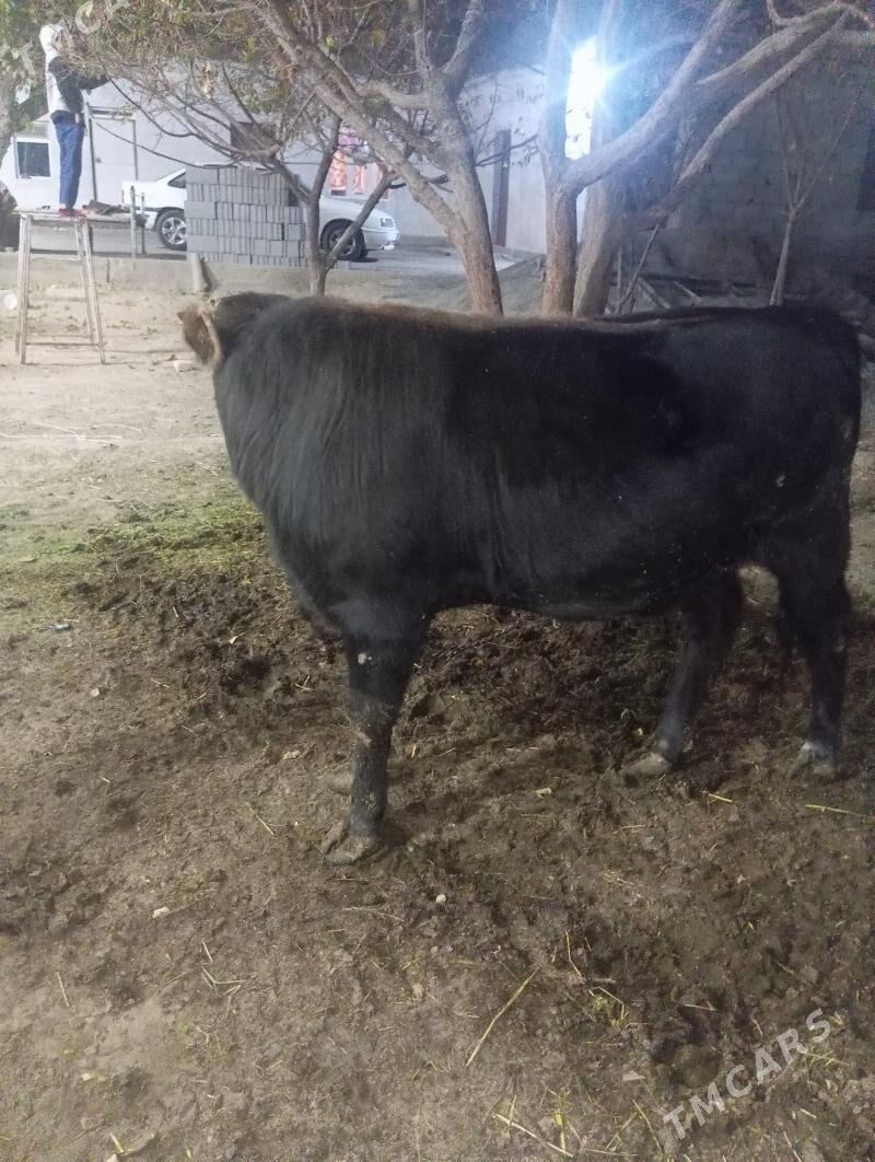 Öküz - Gypjak - img 4