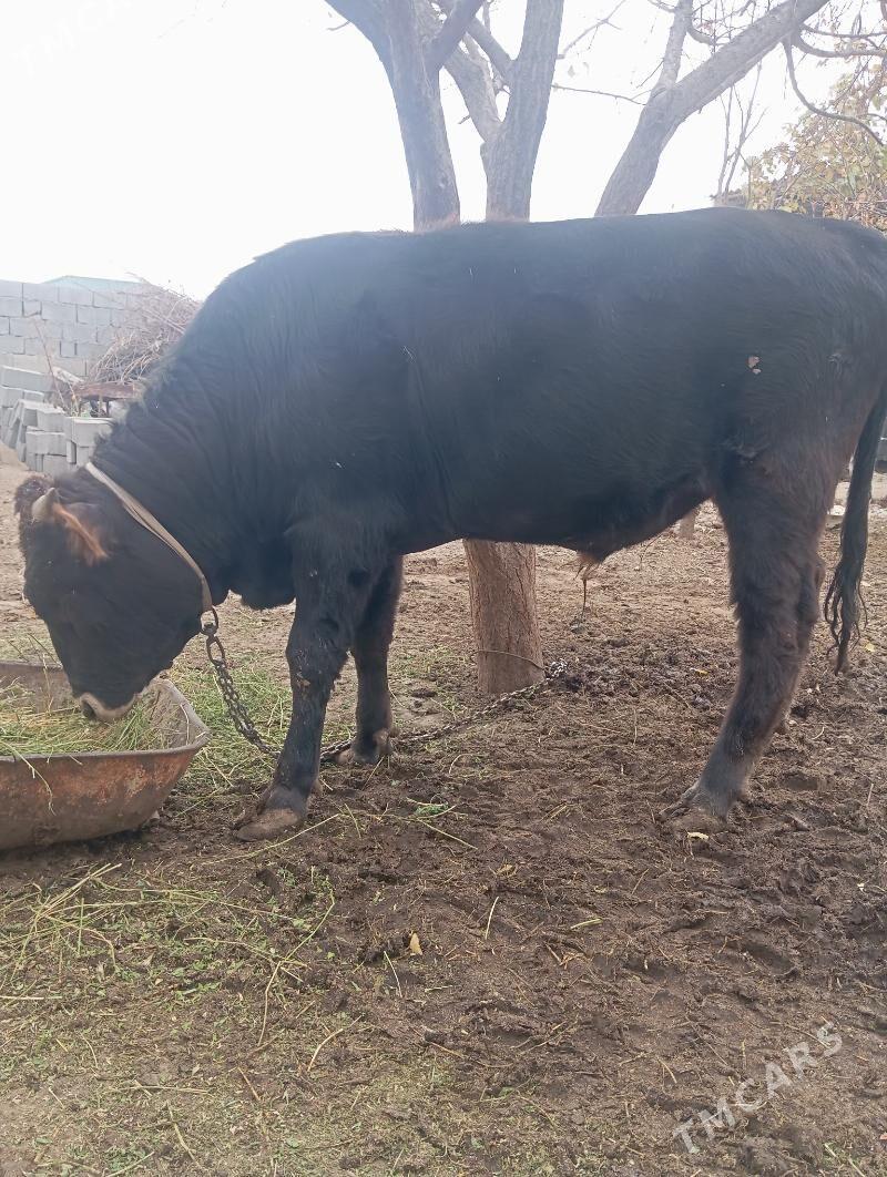 Öküz - Gypjak - img 3