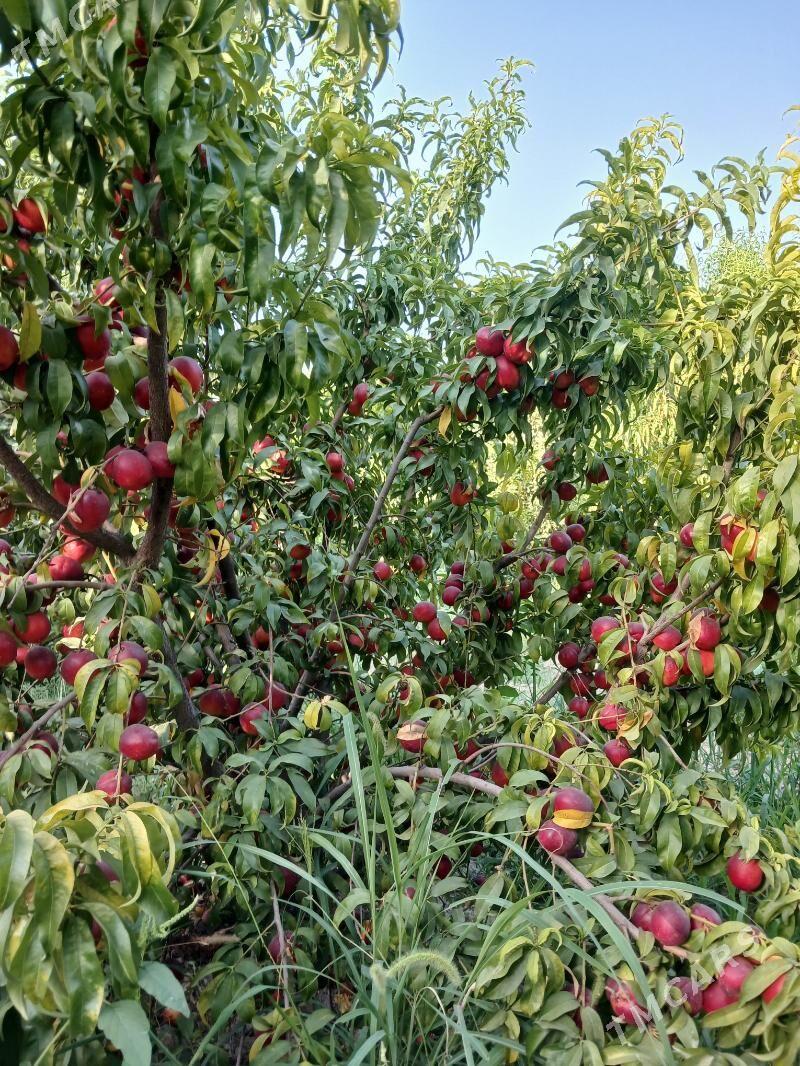 Miweli baglar - Гёкдепе - img 1