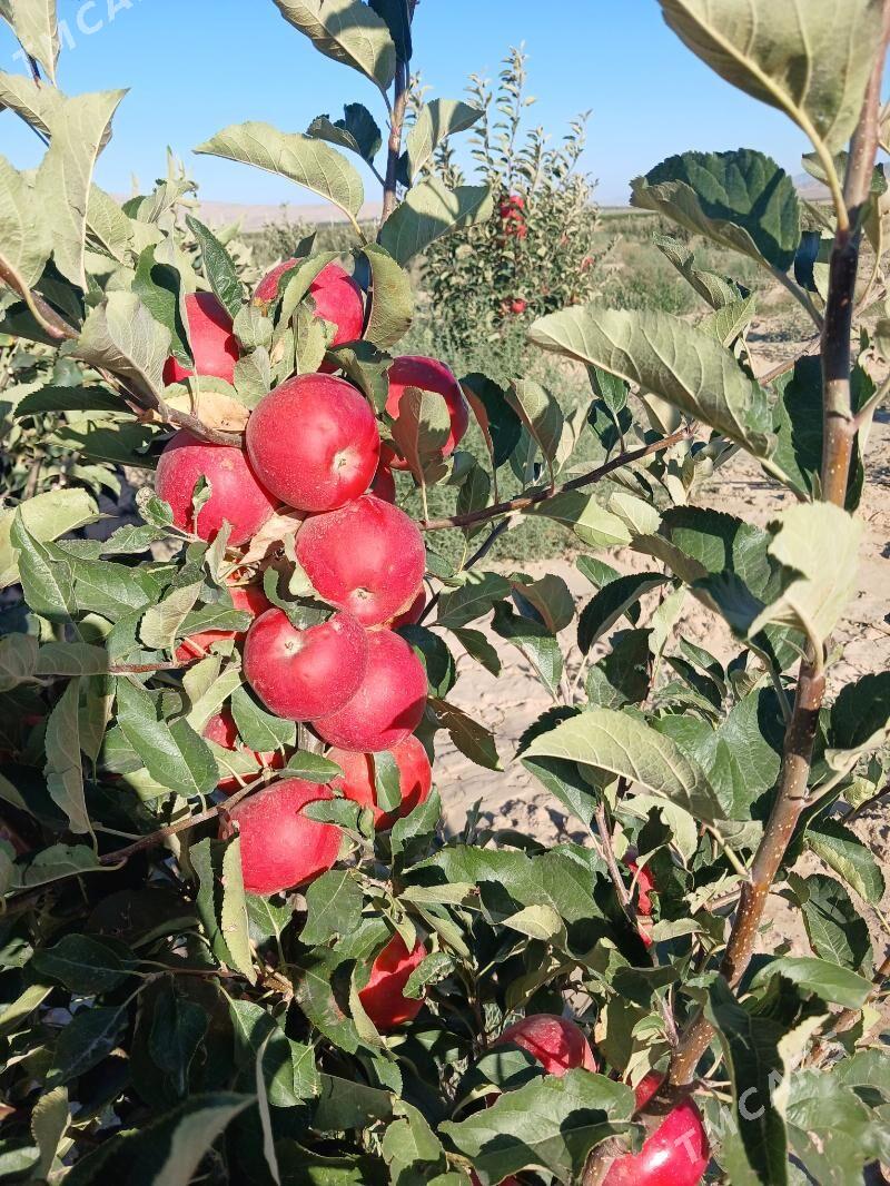 Miweli baglar - Гёкдепе - img 3