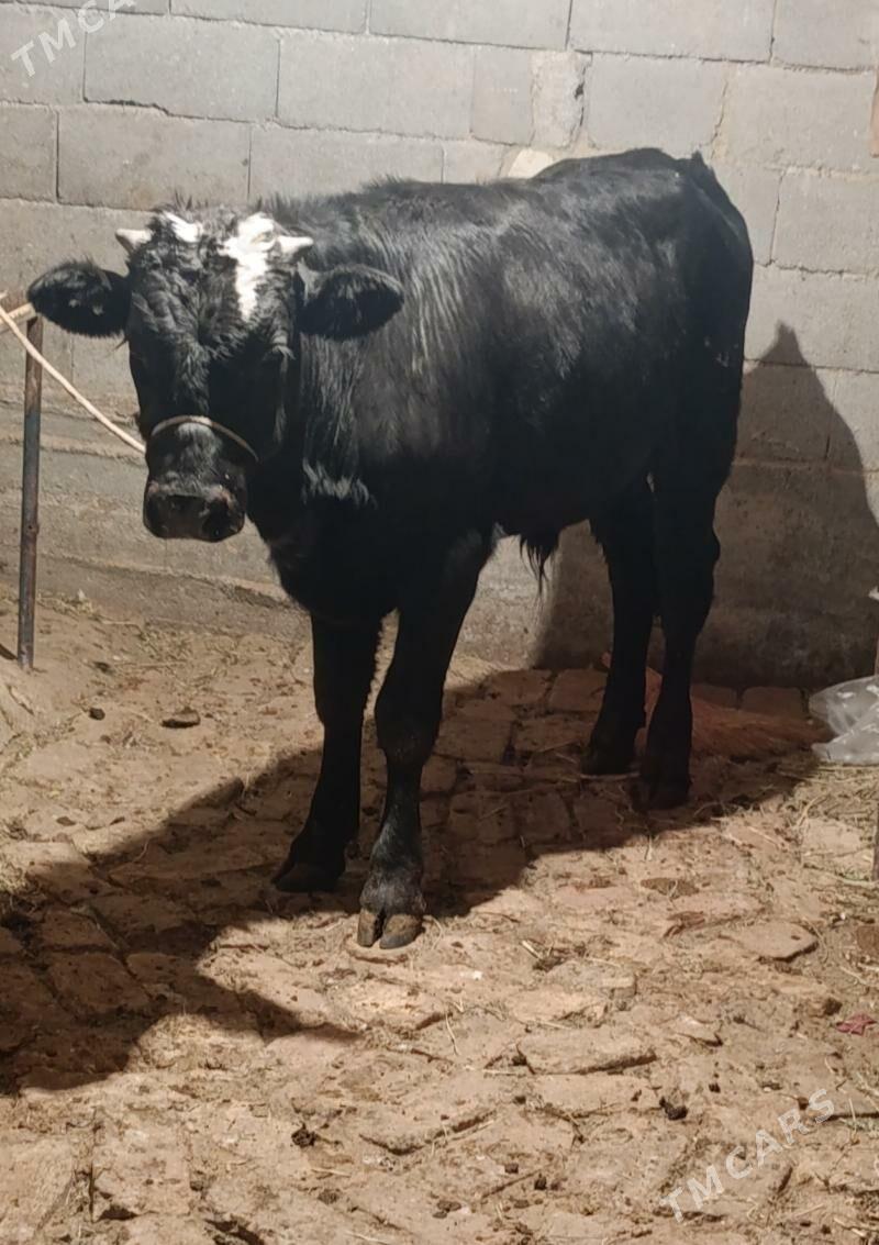 GBRİT ÖKÜZ 1 ÝAŞAN - Gökdepe - img 2