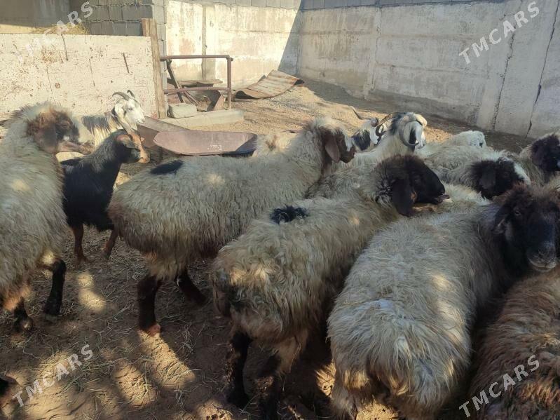 tokly - Бахарден - img 3