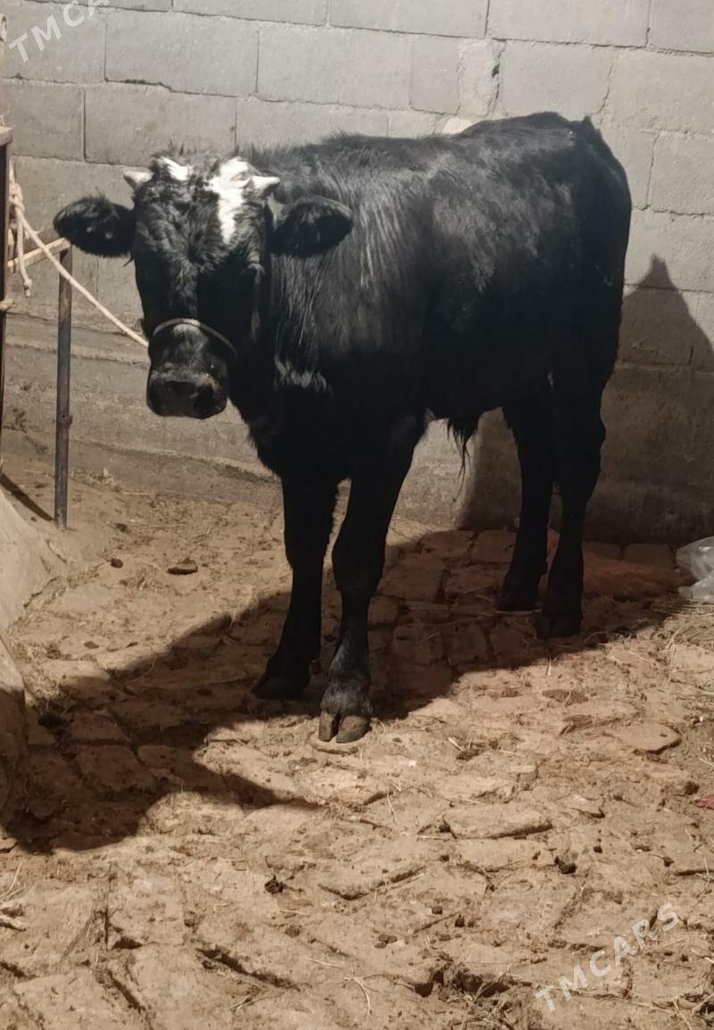 GBRİT ÖKÜZ 1 ÝAŞAN - Gökdepe - img 3