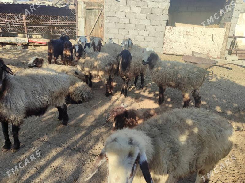 tokly - Бахарден - img 5