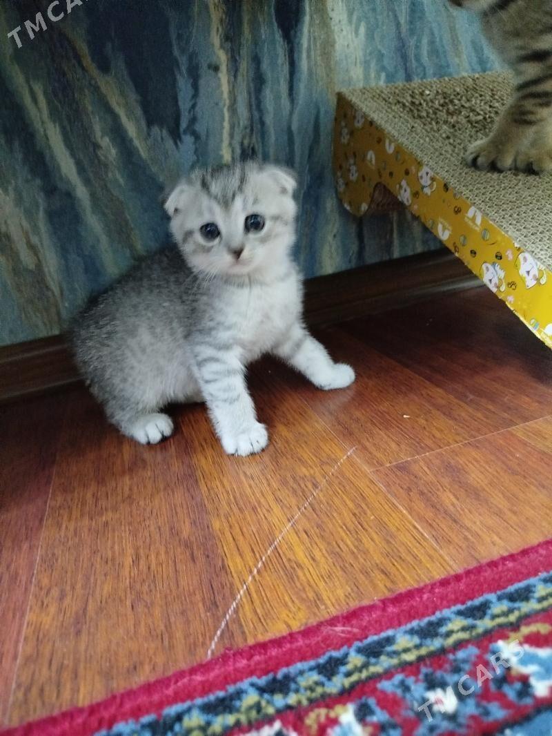 котята Шотландские шиншиллы - Ашхабад - img 3