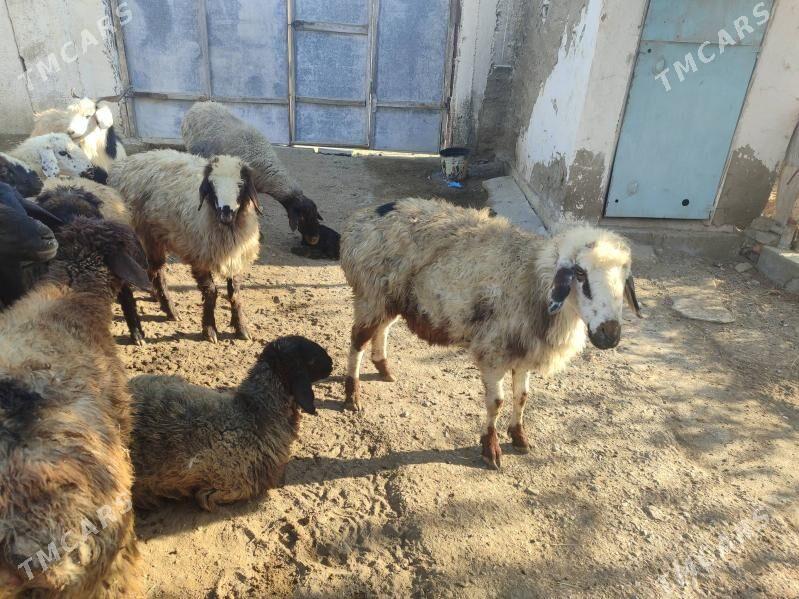 tokly - Бахарден - img 2