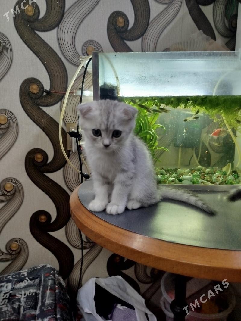 котята Шотландские шиншиллы - Ашхабад - img 2
