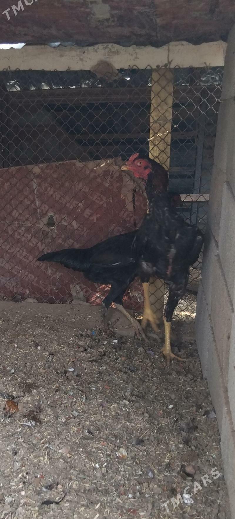 ташкент. - Бабадайхан - img 2