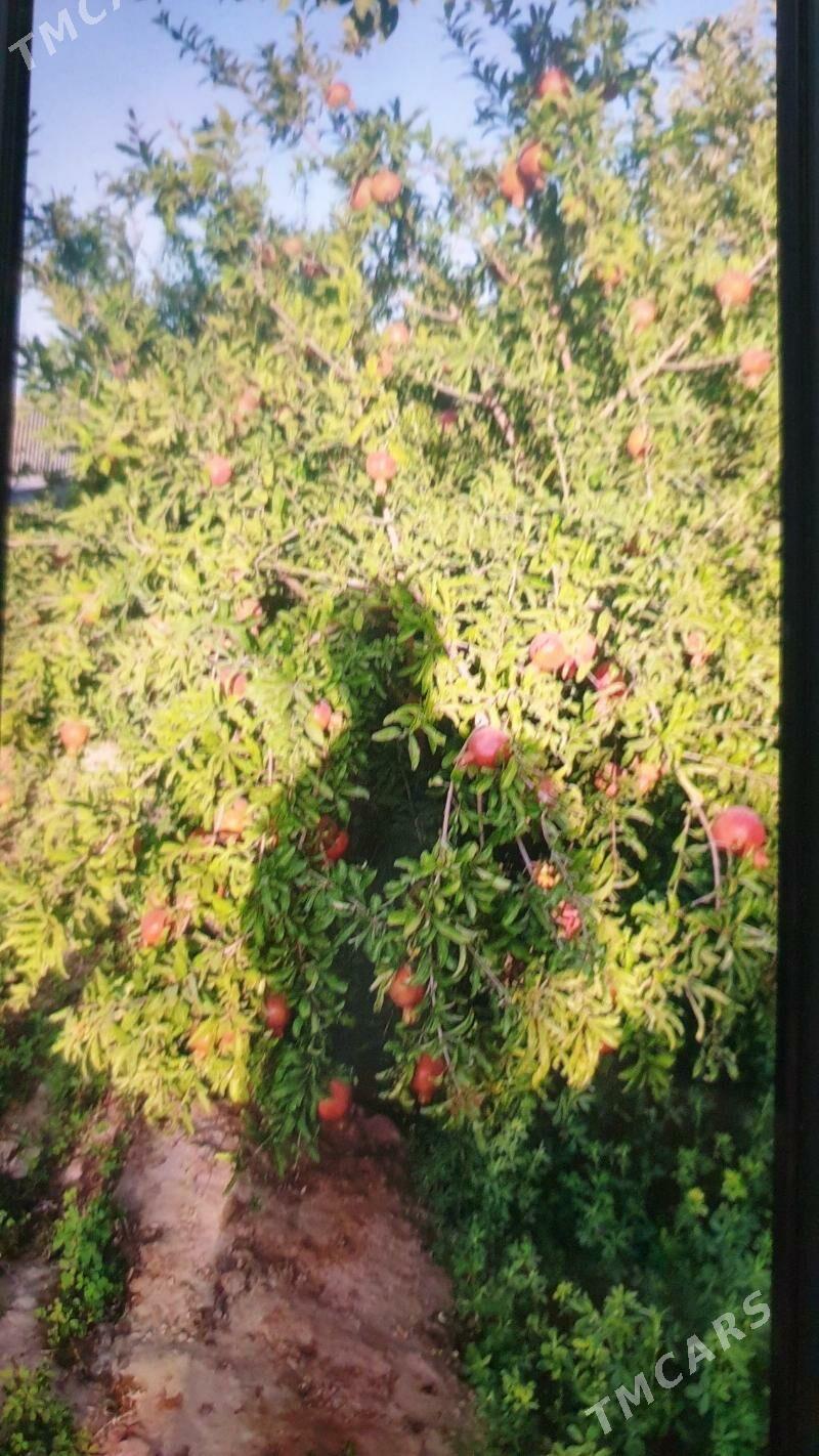 anew plan mellek - Анев - img 2