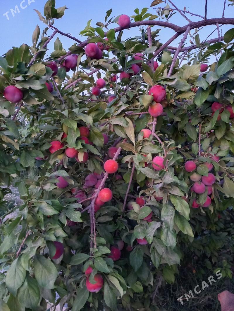 Miweli baglar - Гёкдепе - img 5