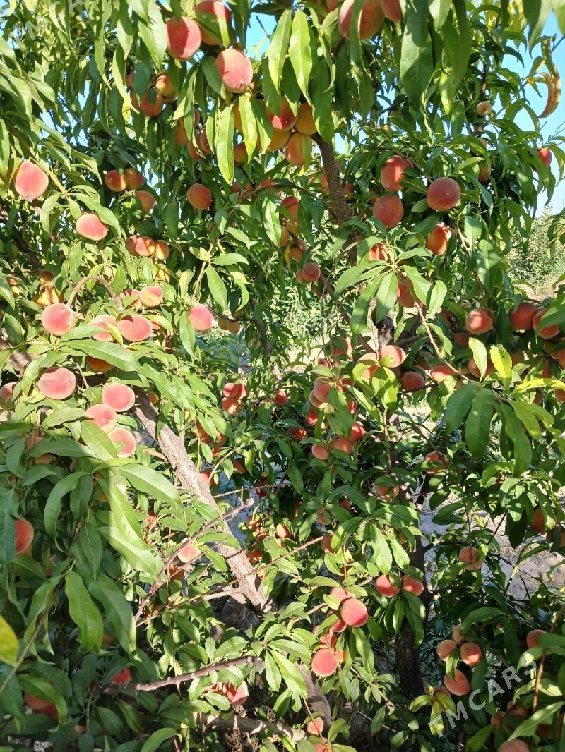 Miweli baglar - Гёкдепе - img 6