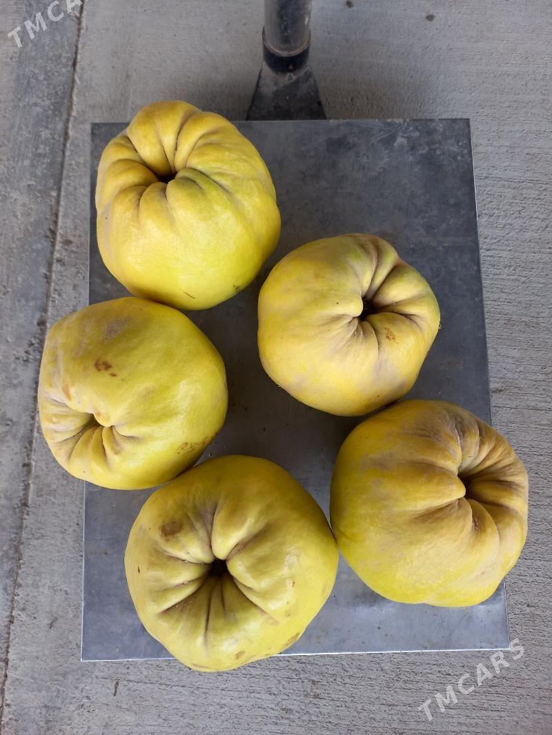 Miweli baglar - Гёкдепе - img 7