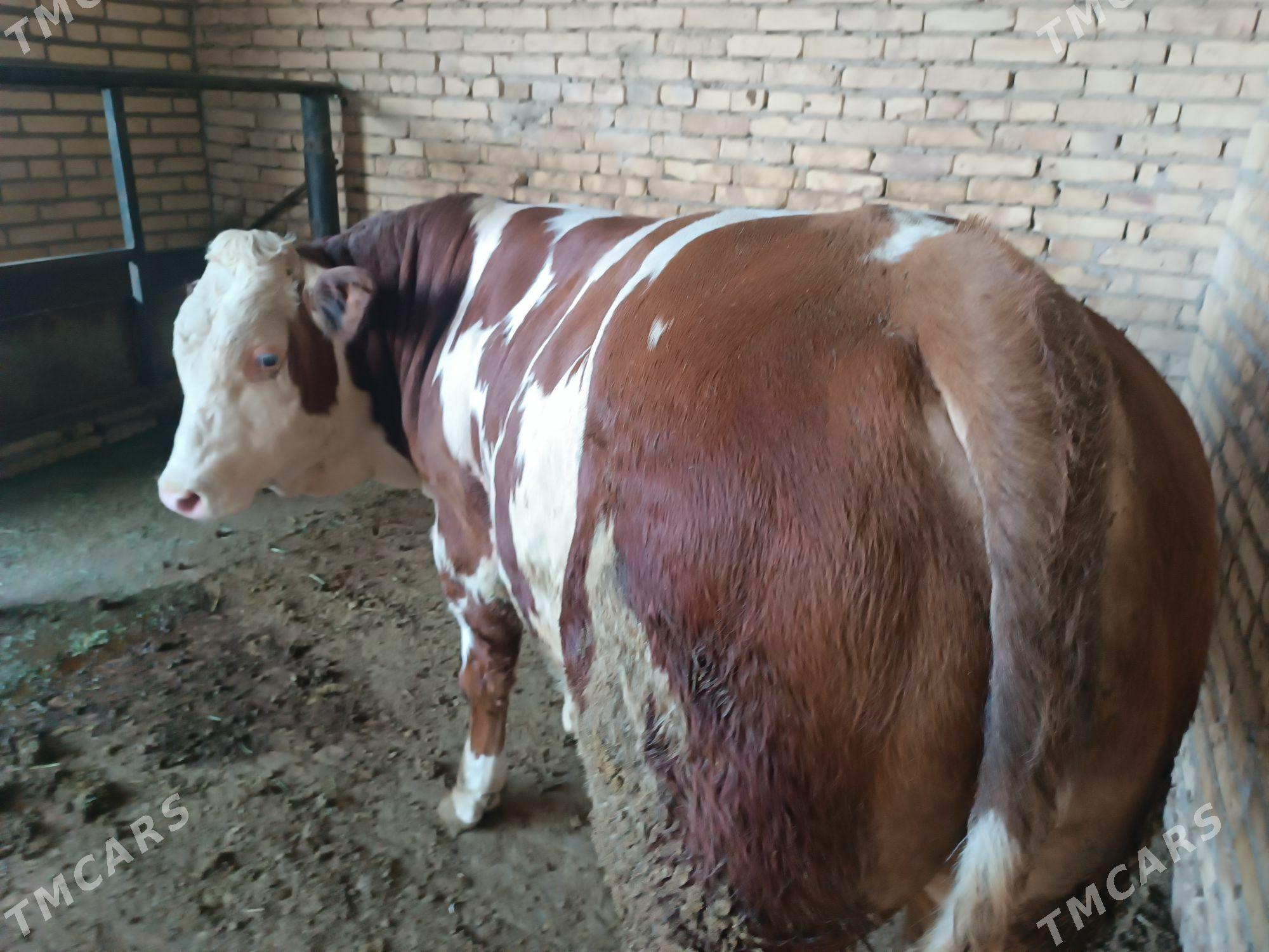 arassa smental - Türkmenabat - img 3