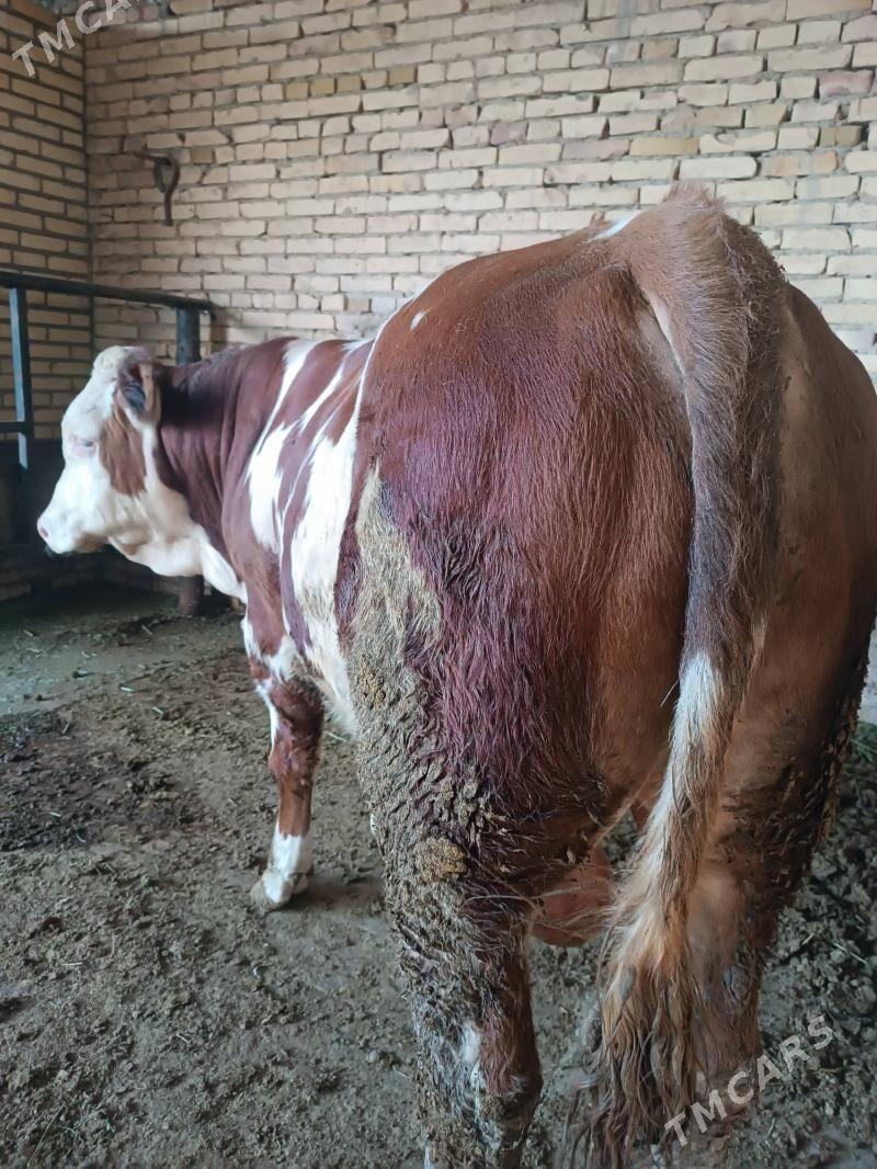 arassa smental - Türkmenabat - img 2