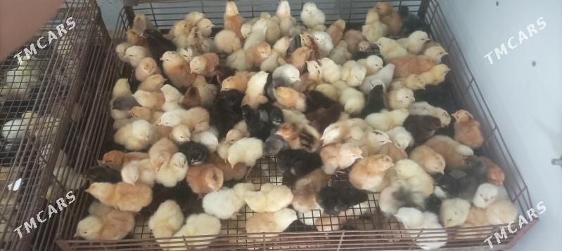 inkubator juyje - Sakarçäge - img 1