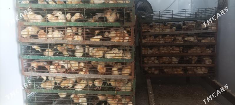 inkubator juyje - Sakarçäge - img 2