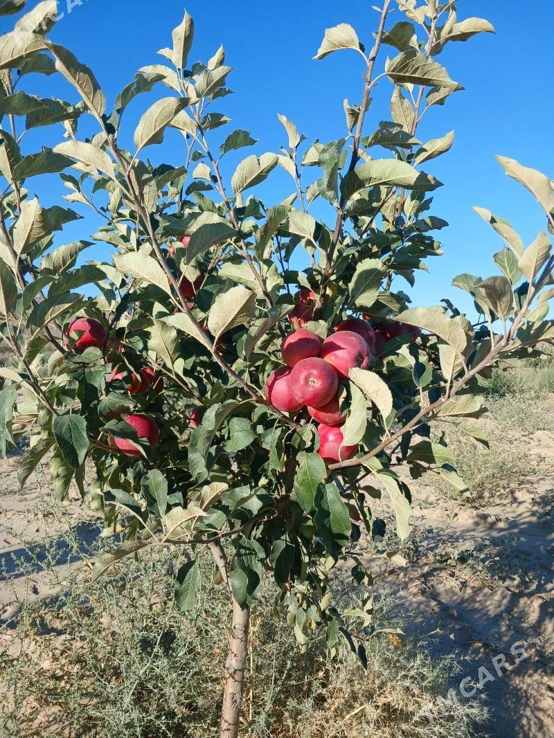 Miweli baglar - Гёкдепе - img 9