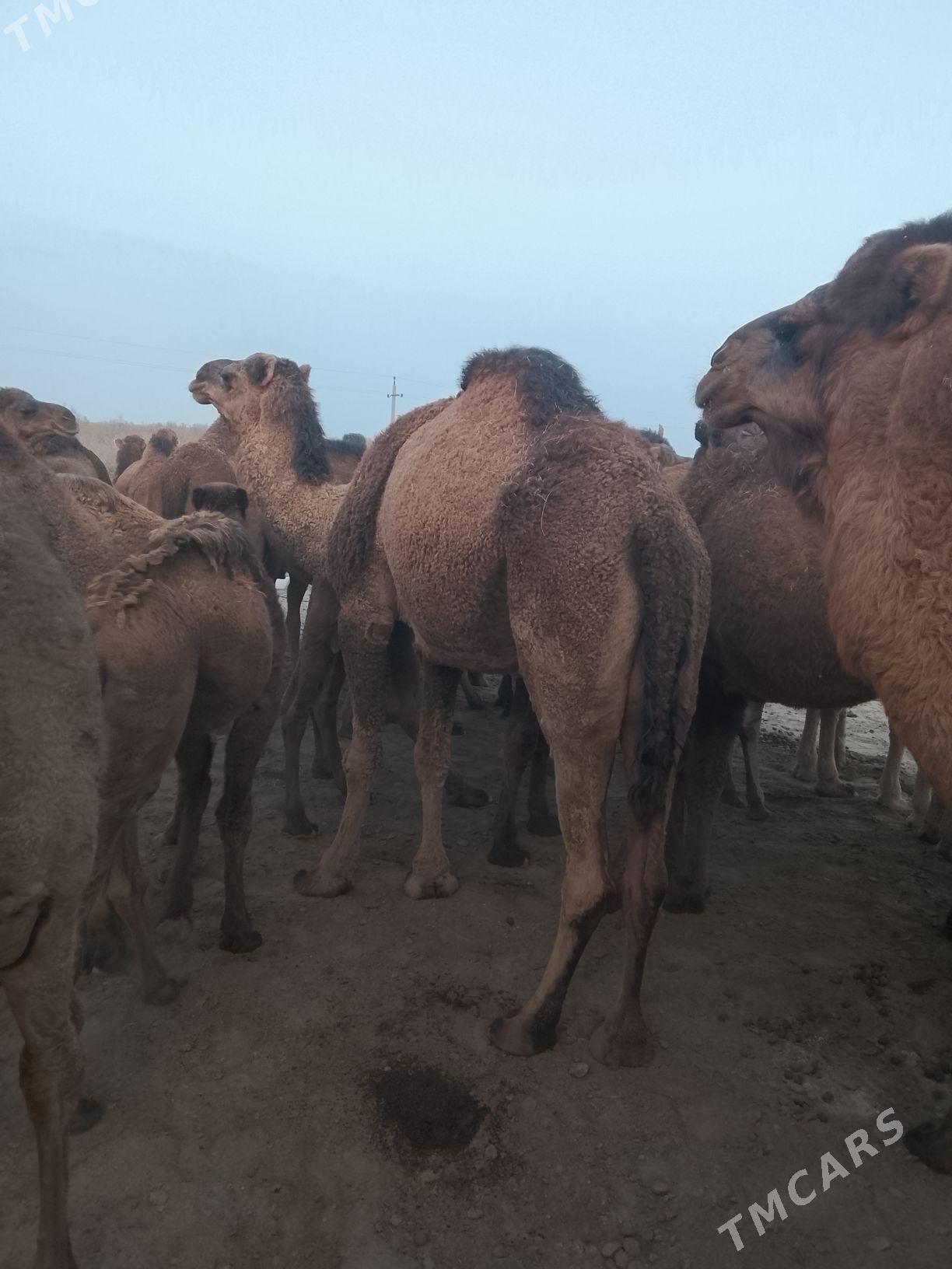 Düýe - Tejen - img 2