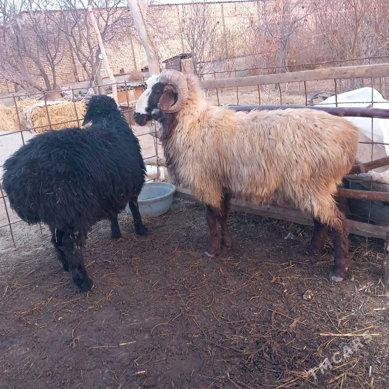 Goc - Гарабекевюл - img 1