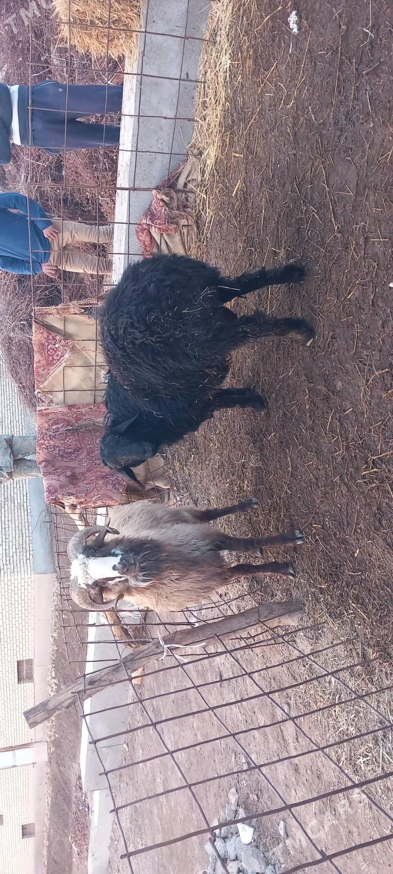 Goc - Гарабекевюл - img 3