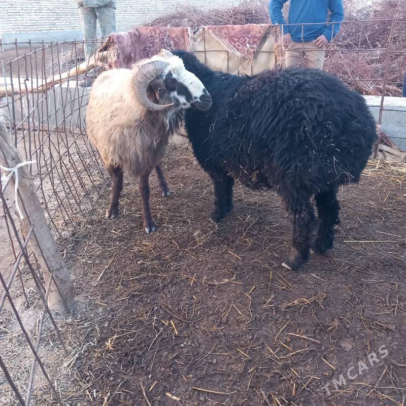 Goc - Гарабекевюл - img 2