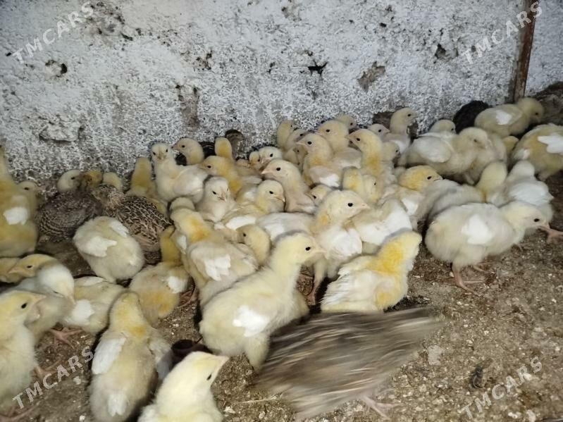 juje broýler - Херрикгала - img 2